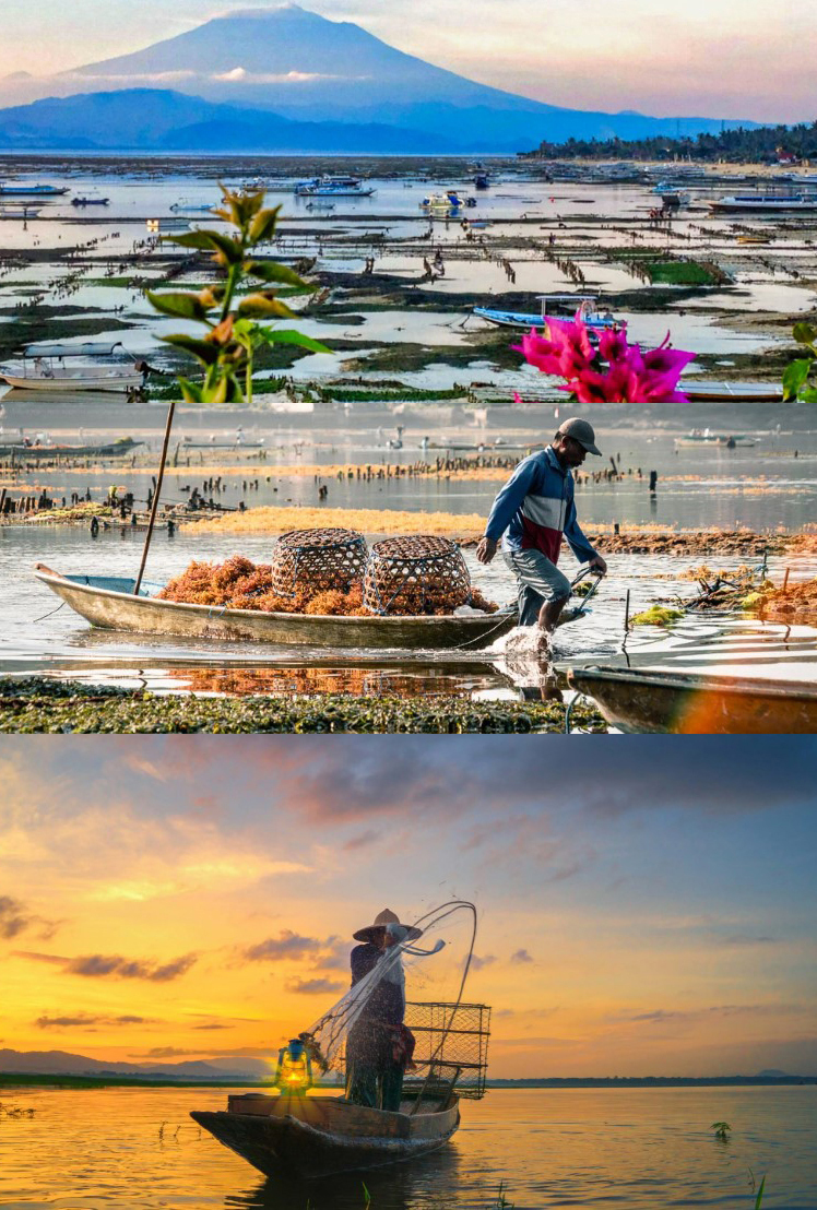 seaweed farming